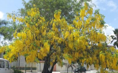 Acacia Imperial