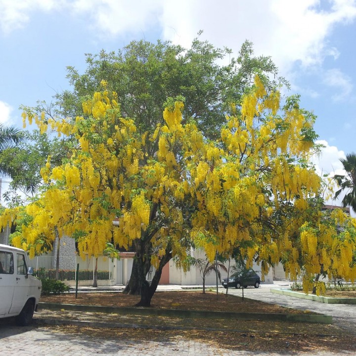 Acacia Imperial