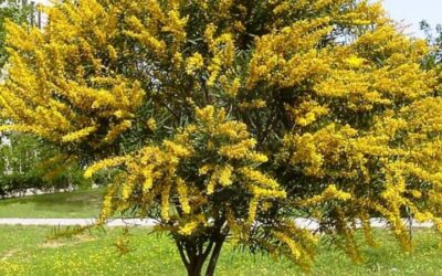 Acacia Mimosa – Acacia podalyriifolia