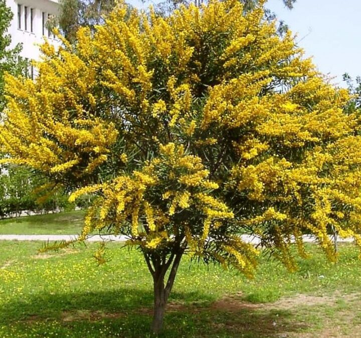 Acacia Mimosa – Acacia podalyriifolia