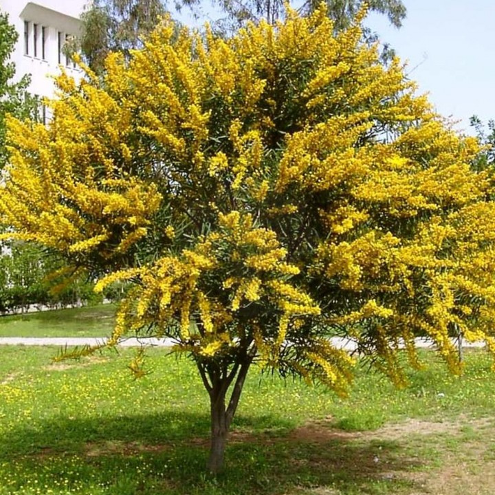 Acacia Mimosa – Acacia podalyriifolia