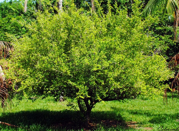 Aceroleira – Acerola