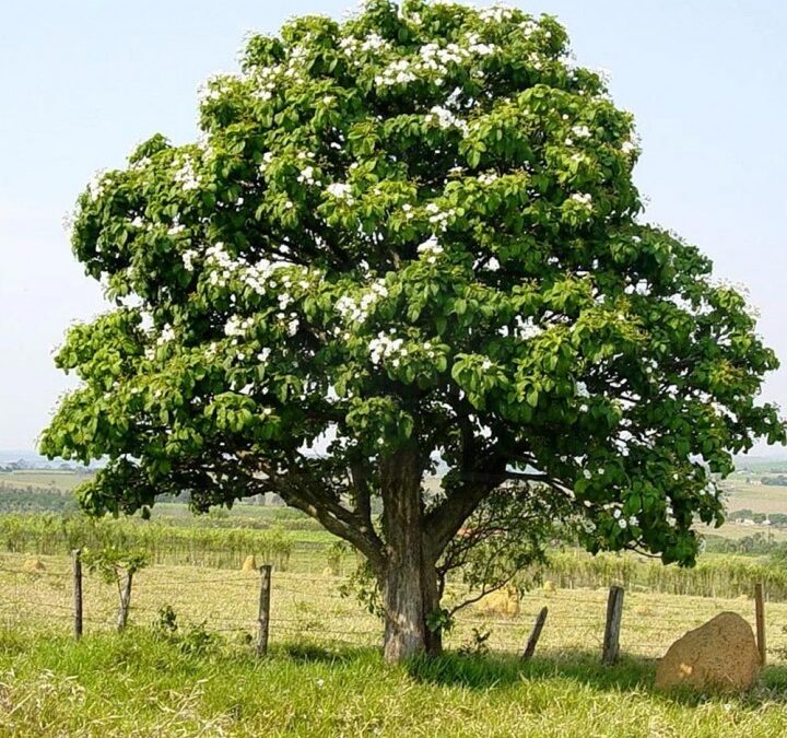 Baba de Boi – Cordia superba