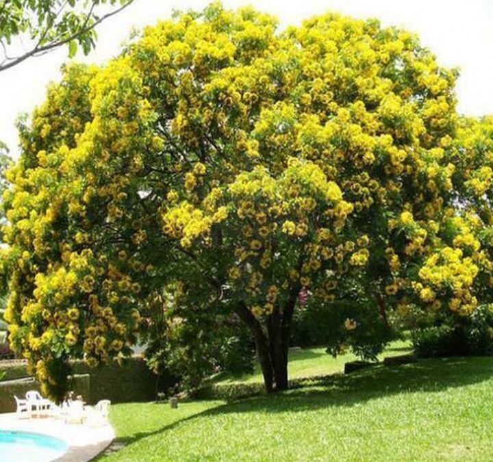 Barbatimão
