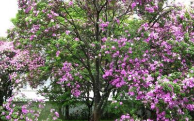 Bauhinia forficata – Pata-de-vaca