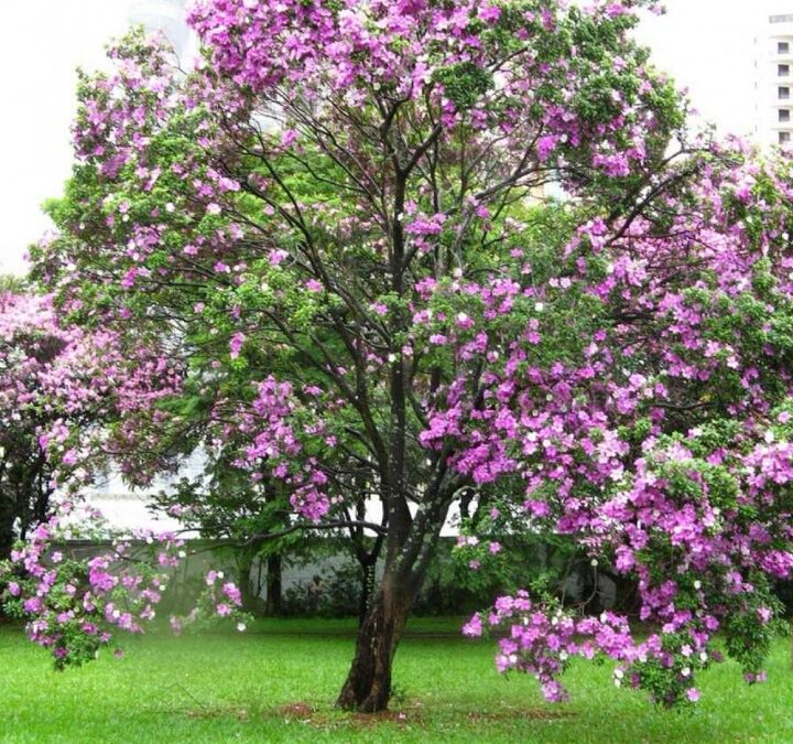 Bauhinia forficata – Pata-de-vaca