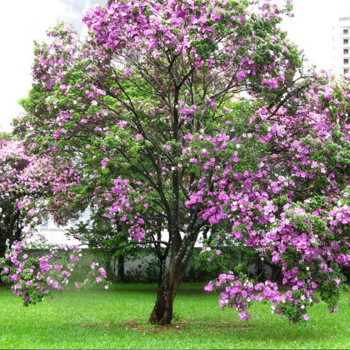 Bauhinia forficata – Pata-de-vaca