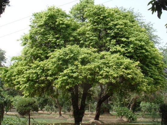 Caramboleira – Carambola