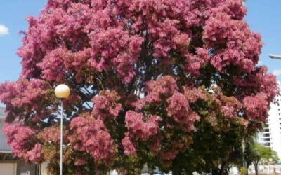 Cássia Rosa – Cassia grandis