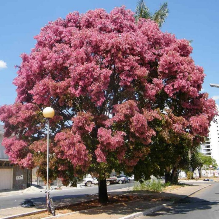 Cássia Rosa – Cassia grandis