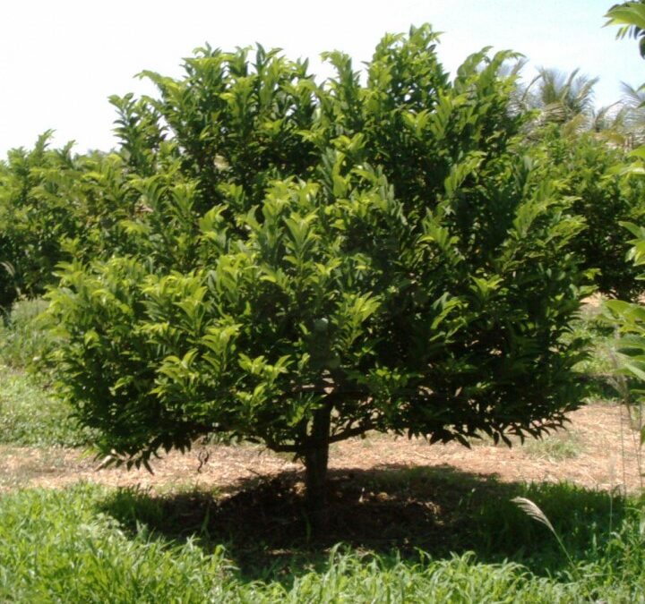 Fruta Pinha