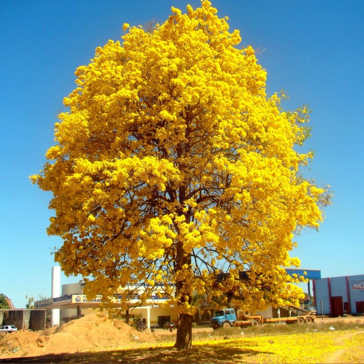 Ipê amarelo