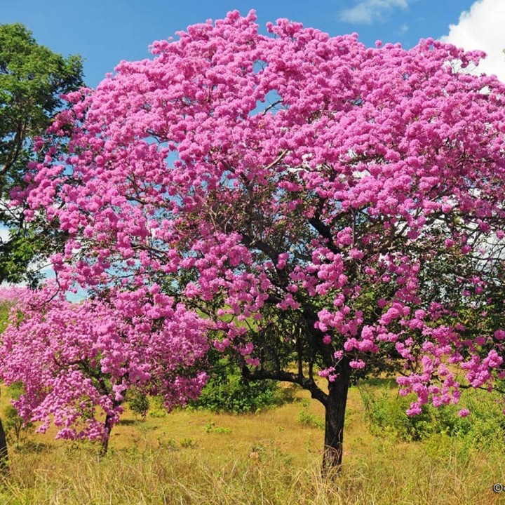 Ipê rosa