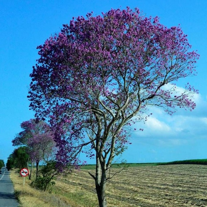 Ipê roxo