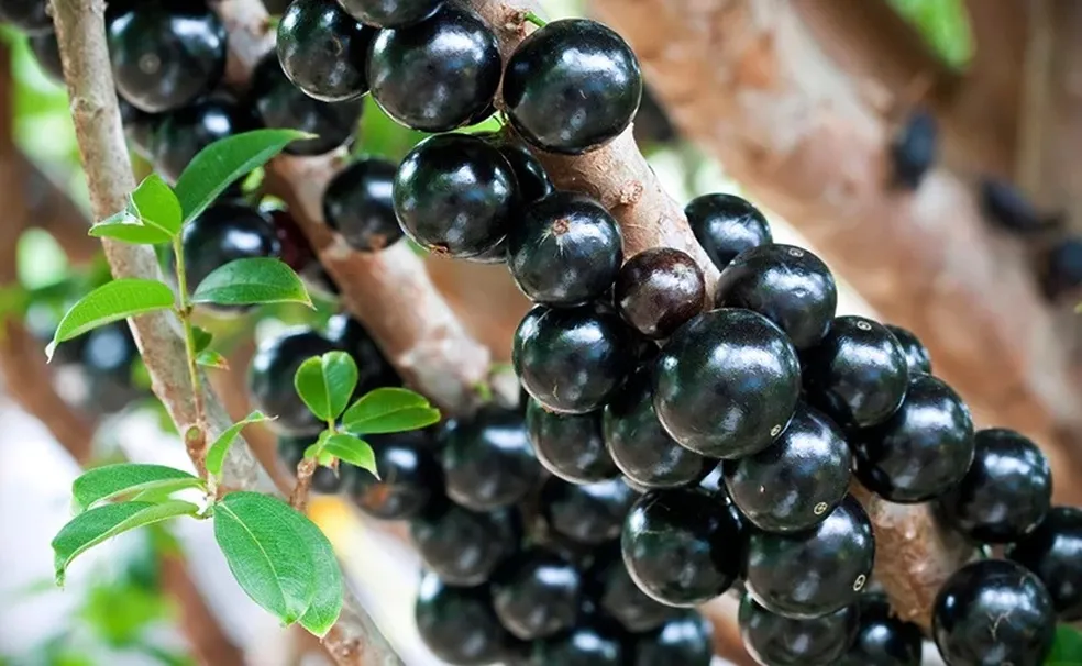 Tudo sobre a Jabuticabeira – Cultivo e Benefícios