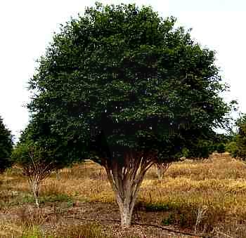 Jabuticabeira – Jabuticaba