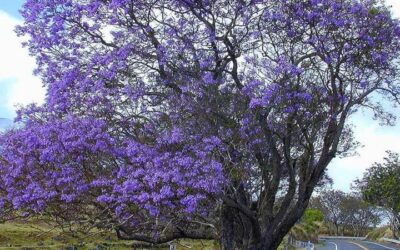 Jacarandá-mimoso