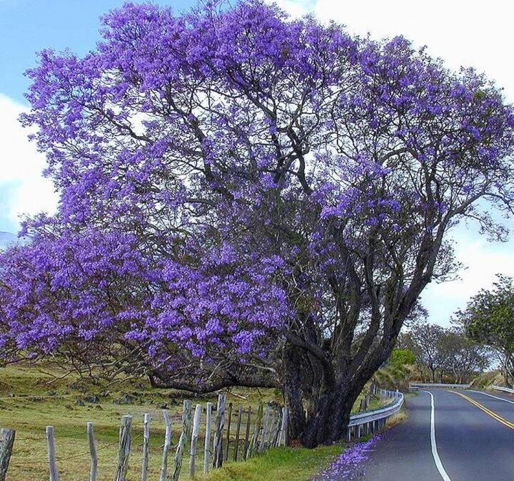 Jacarandá-mimoso