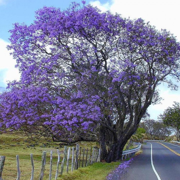 Jacarandá-mimoso