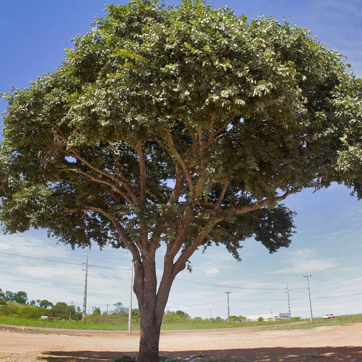 Jatobá – Jatobá-Verdadeiro