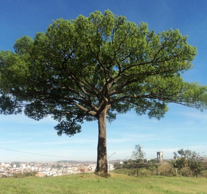 Jequitibá 