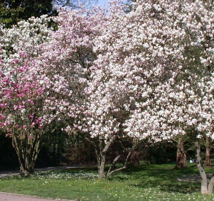 Magnolia