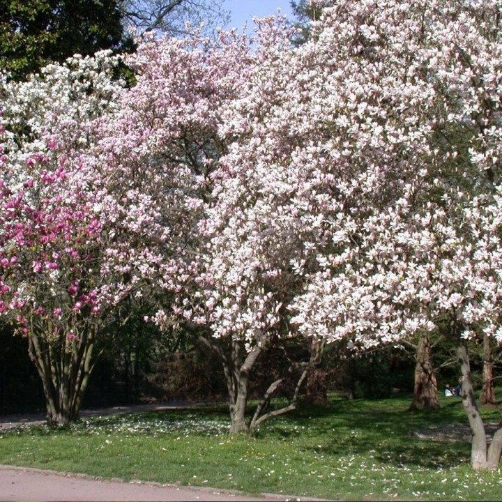 Magnolia