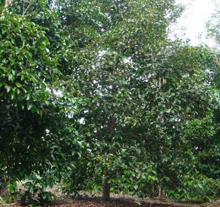 Mangostão