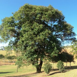 Muda de Açoita Cavalo