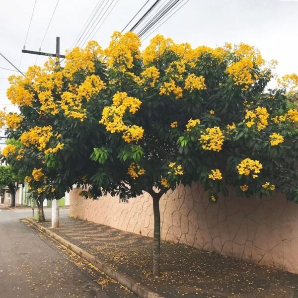 Muda de Bolão de Ouro