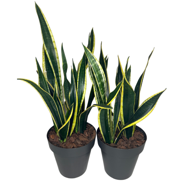 Muda de Espada de Santa Bárbara (Sansevieria Trifasciata)