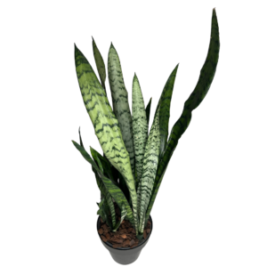 Muda de Espada de São Jorge (Sansevieria Trifasciata)