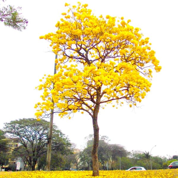 Muda de Ipê Amarelo