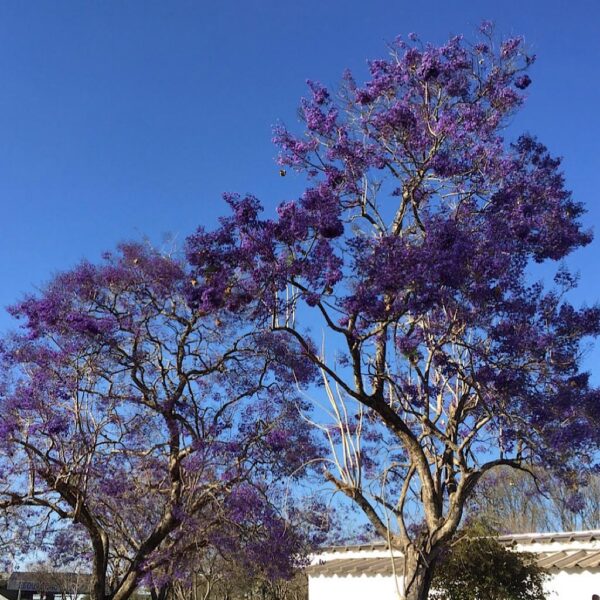 Muda de Ipê Roxo