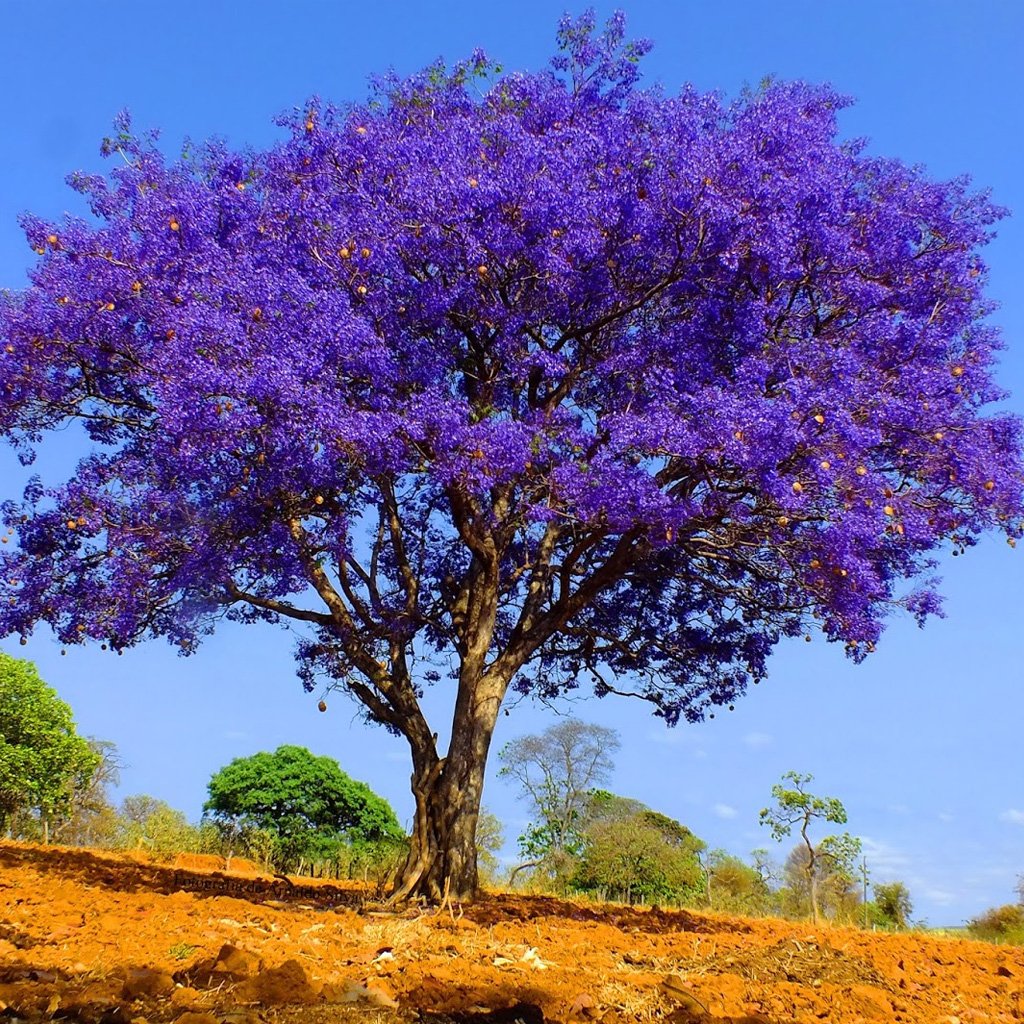 Muda de Jacarandá mimoso