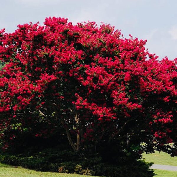 Muda de Resedá Vermelho