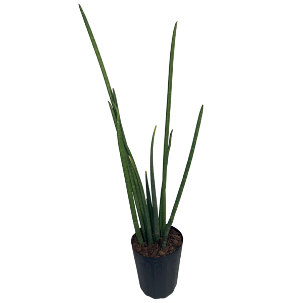 Muda de Sansevieria Cylindrica - Lança de São Jorge