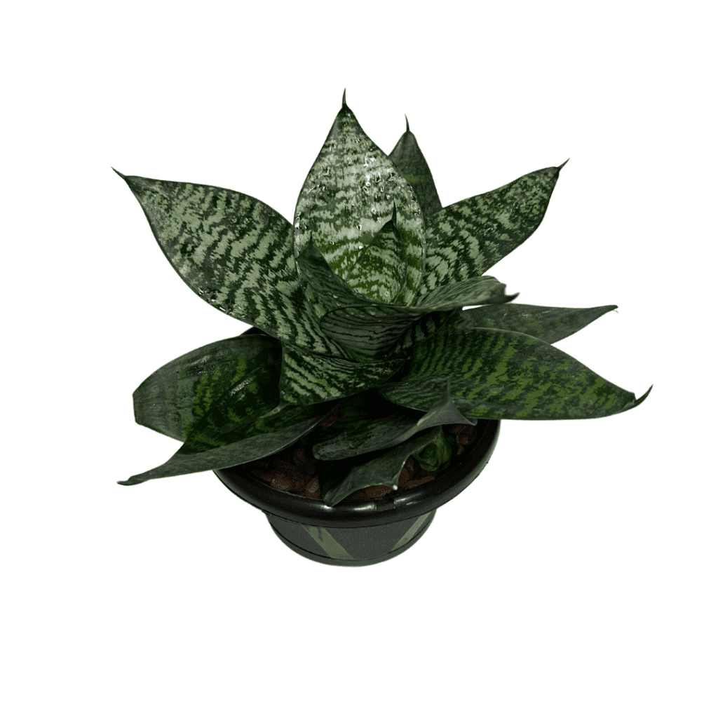 Muda de Sansevieria Golden Hahnii