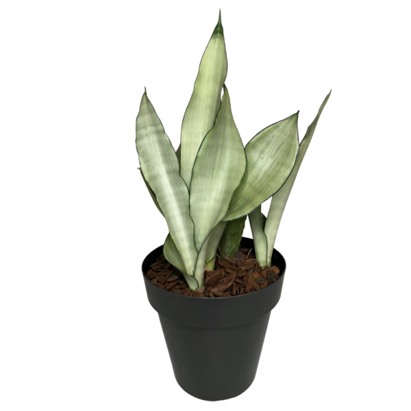 Muda de Sansevieria Prata - Moonshine