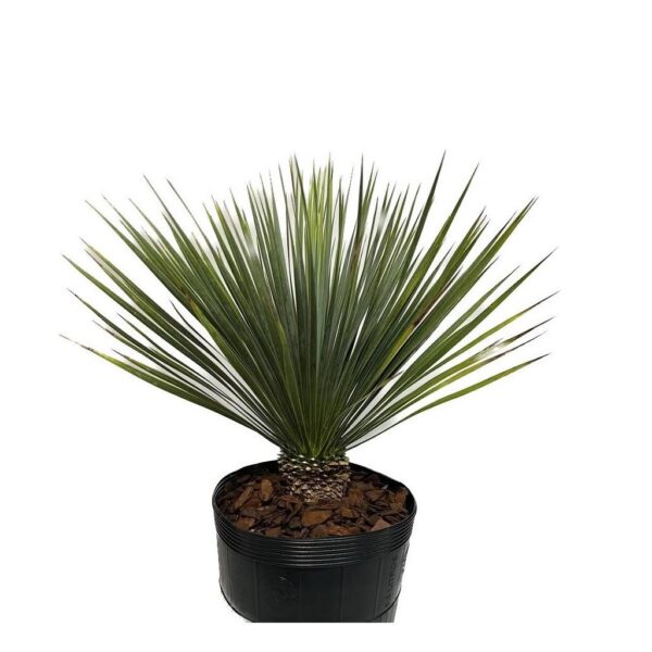 Muda de Yucca Rostrata