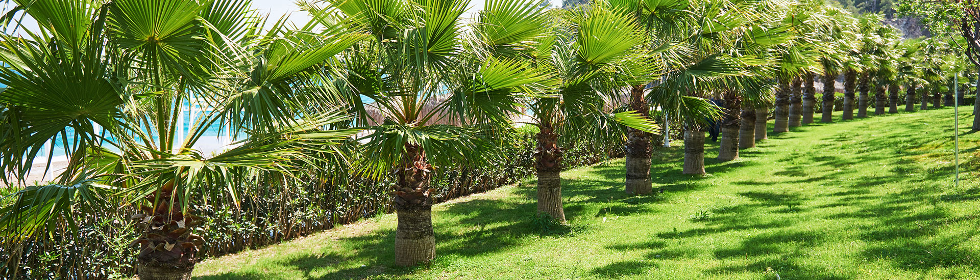 mudas-plantas-ornamentais