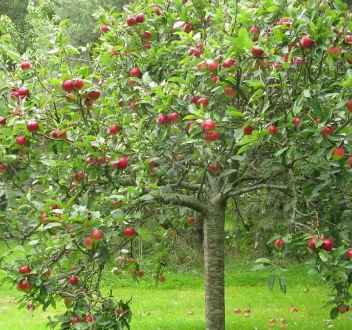 Nectarina