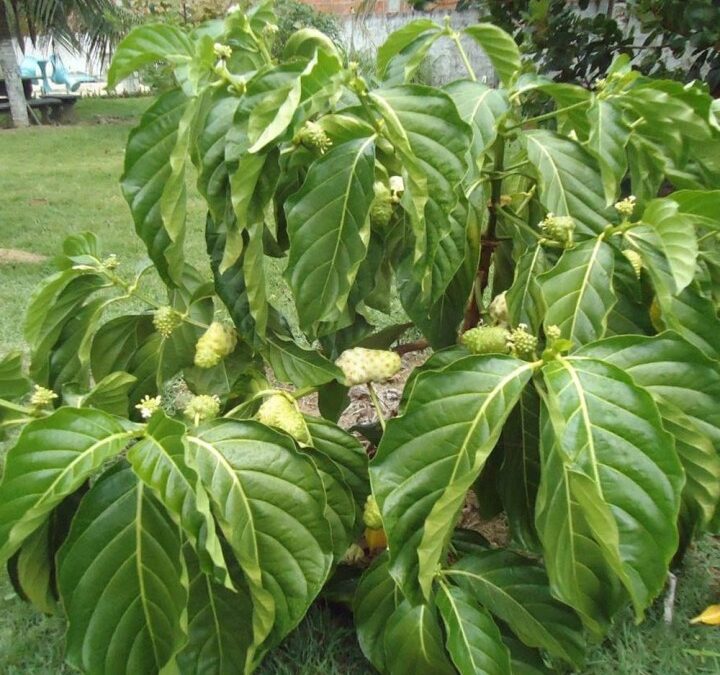 Noni