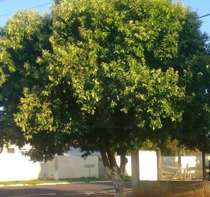Oiti – Licania tomentosa
