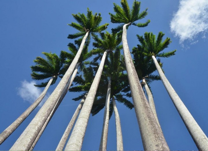 Palmeira-imperial – Roystonea oleracea