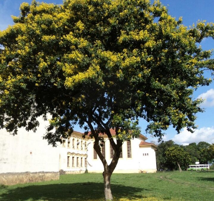 Pau-brasil