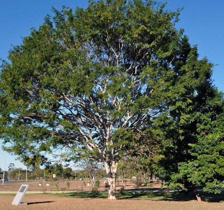 Pau-ferro Caesalpinia leiostachya