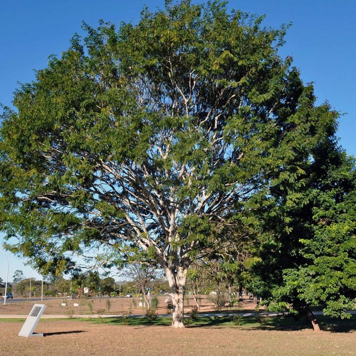 Pau-ferro Caesalpinia leiostachya