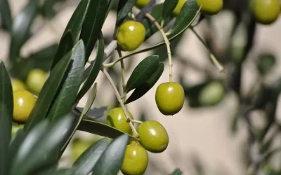 O Pé de Azeitonas: Oliveiras e Seus Inúmeros Benefícios