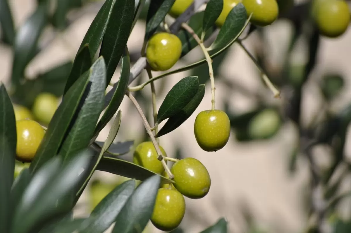 O Pé de Azeitonas: Oliveiras e Seus Inúmeros Benefícios